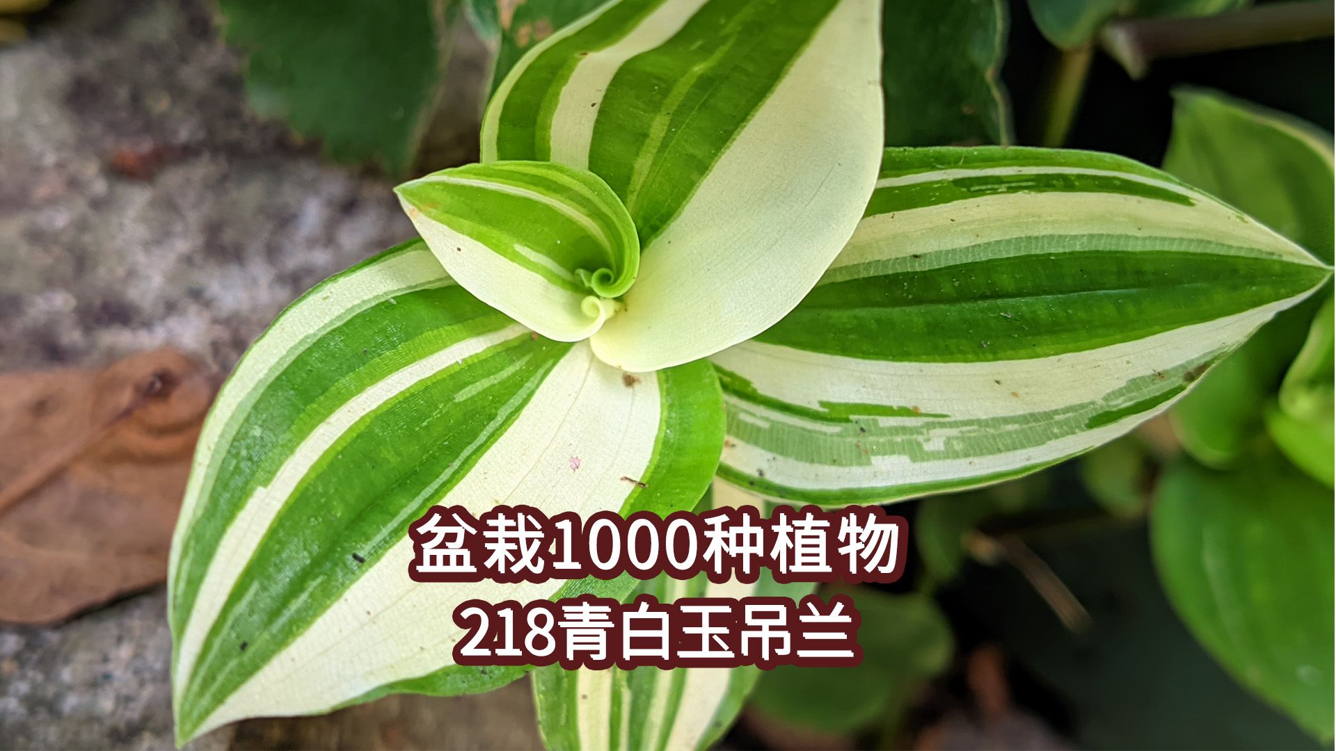 盆栽1000种植物