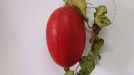 赤瓟:老舍先生《四世同堂》里冠太太的外号大赤包儿就来源于这种植物!