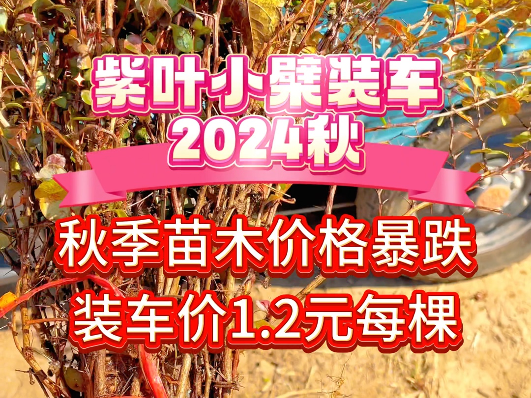 紫叶小檗价格持续走低,2024年秋季大部分绿篱价格暴跌哔哩哔哩bilibili