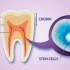 如何分离培养牙髓干细胞？