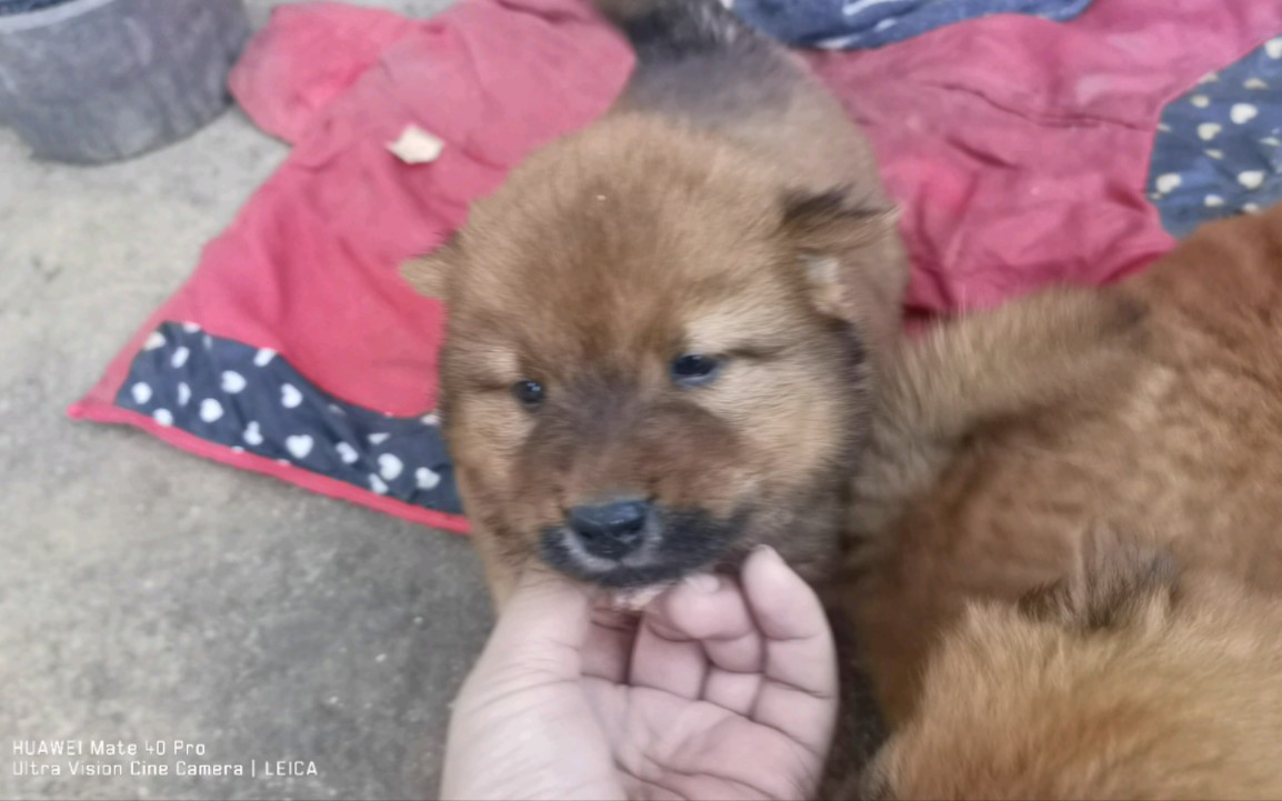 【中华田园犬】小奶狗找主人了