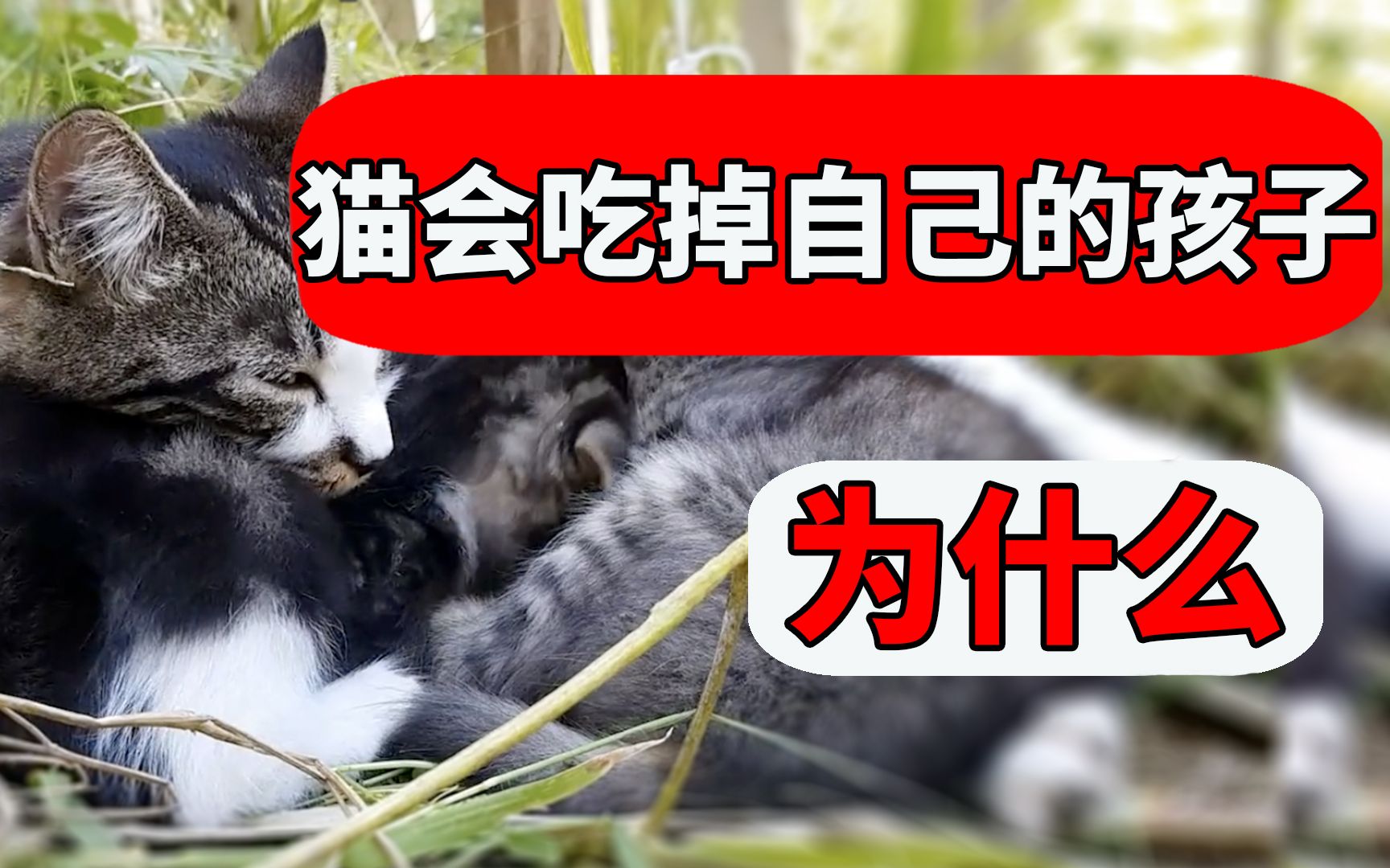 猫为什么会吃掉自己的孩子?原因让人痛惜不已! 【养猫迷思EP17】哔哩哔哩bilibili