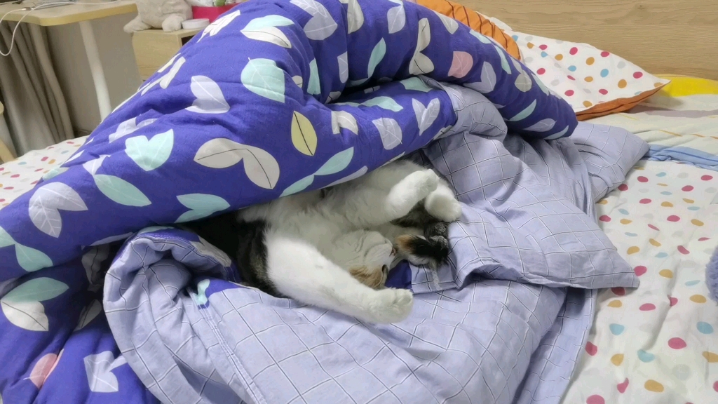 猫猫:吾好梦中咬人?!哔哩哔哩bilibili