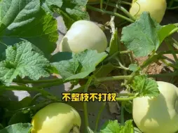 Download Video: 适合懒人种植的甜瓜