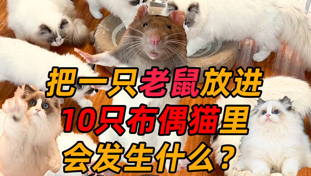 【全程离谱】猫鼠大战:结局逆天 | 把一只老鼠放进10只布偶猫里会发生
