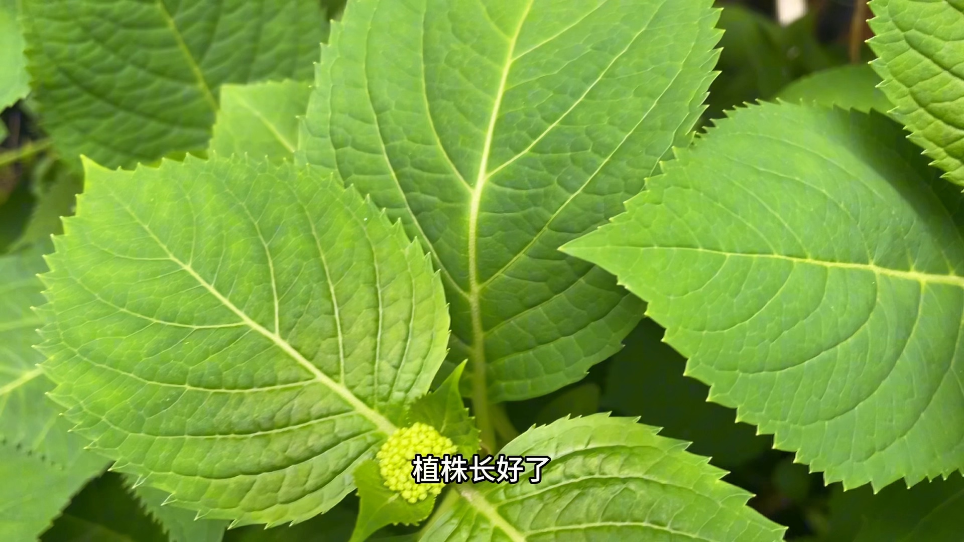 养护绣球如何选用适合的花盆,大花盆如何处理避免植株积水烂根哔哩哔哩bilibili