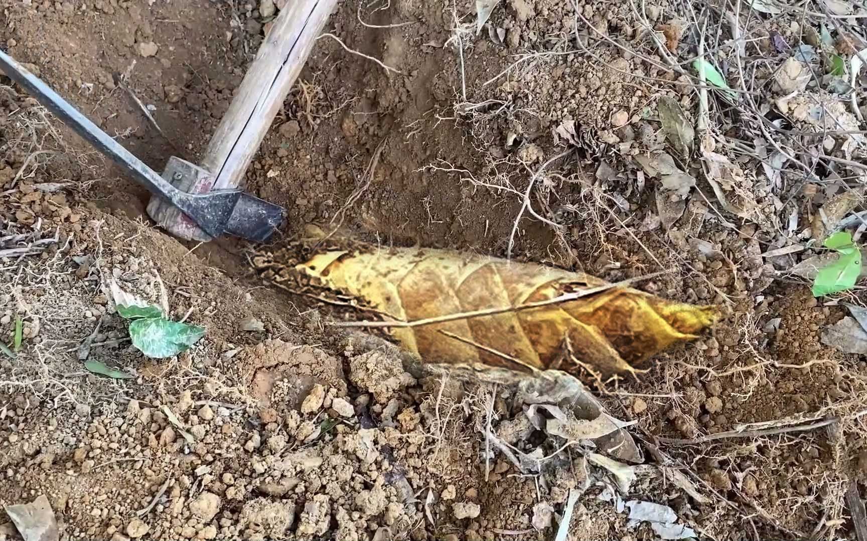 挖冬笋的第2天,终于让我掌握了技巧,原来挖笋子这么简单