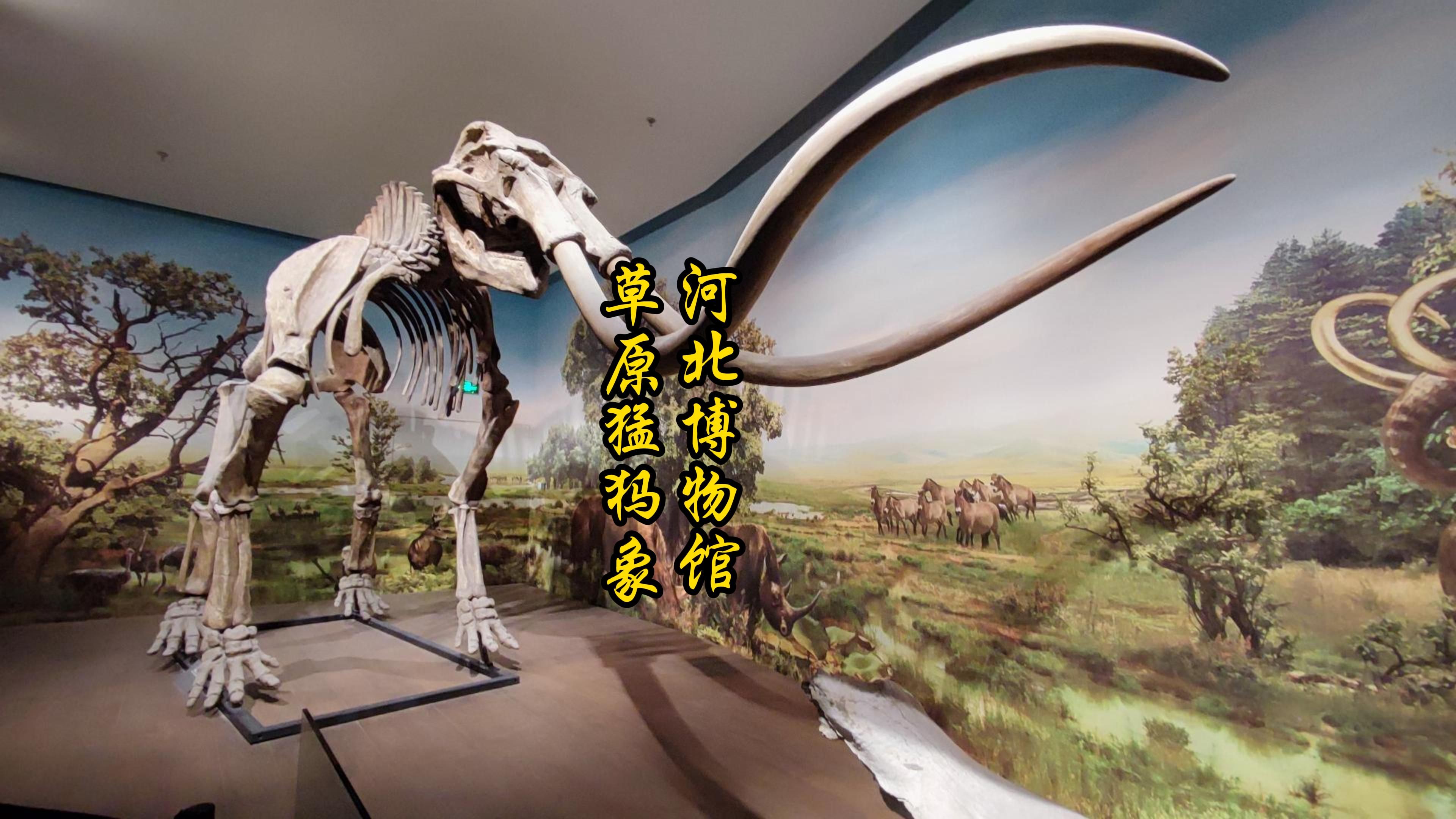 河北博物馆草原猛犸象