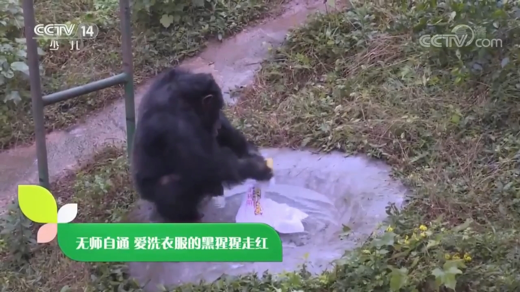 央视少儿频道《新闻袋袋裤》2019.12.09期片头 片尾