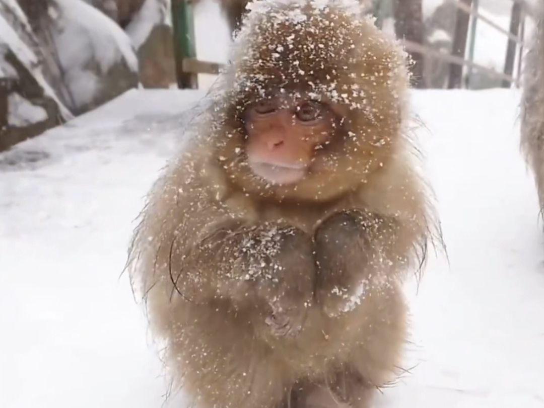 大雪纷飞、小猕猴蜷缩着身子哔哩哔哩bilibili