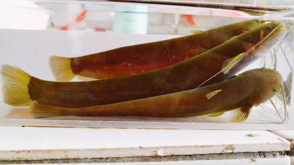 经典原生鱼～越鲶