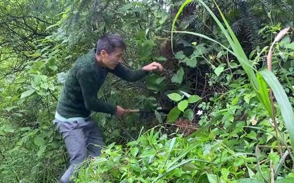 [图]秦歌今天这一趟去城里值了，背篓背的手上提的，基本都是山珍美味