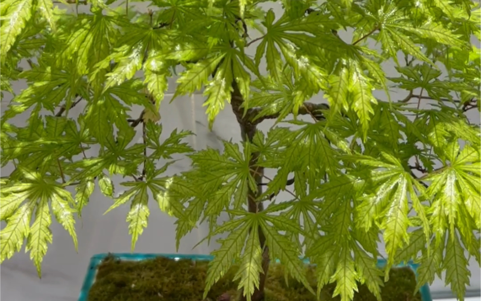 枫树女精灵盆景造型!