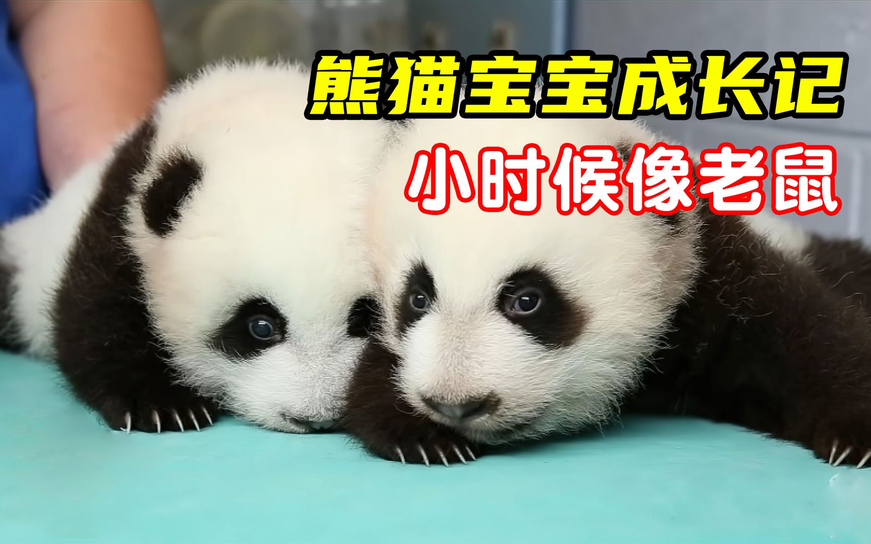 呆萌可爱的国宝熊猫,小时候居然像老鼠,熊猫宝宝的100天成长记