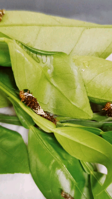 柑橘凤蝶幼虫吃叶子#昆虫