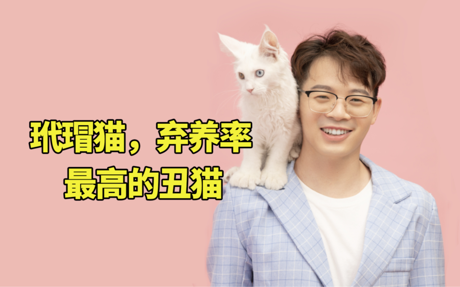 玳瑁猫,居然是弃养率最高的猫?#科学养宠攻略 #新手养猫 #养猫经验分享哔哩哔哩bilibili