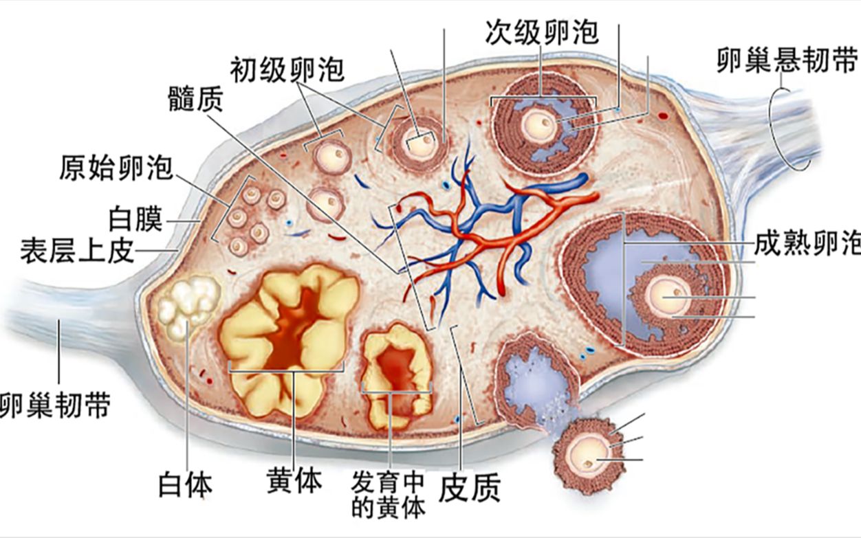 [图]女性生殖系统1（卵巢）