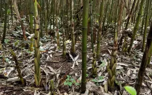 Скачать видео: 下雨天，小伙深山拔笋，没想到遍地都是小野笋一小时拔到500斤