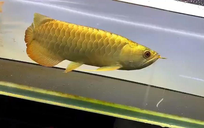 12月30日35厘米金奎金龙鱼子弹头满金满背满金头3888米运费自理