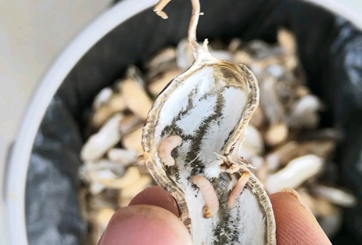 蛀虫 花生里的蛀虫
