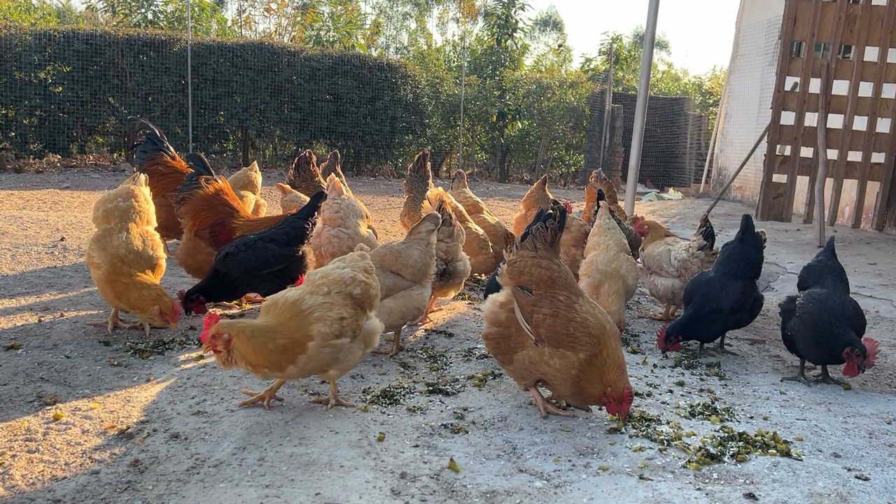 学动物医学后悔死了乐竞体育- 乐竞体育官方网站- 乐竞体育APP