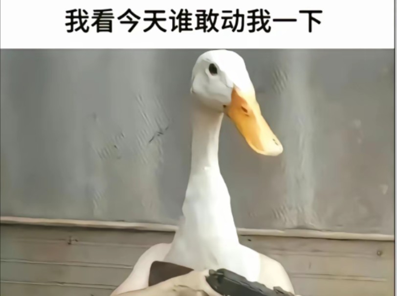 四只粪海狂蛆