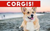 【柯基】 2017最萌搞笑柯基视频 Funny Corgi Compilation 2017  Best Funny Corgi Videos Ever哔哩哔哩bilibili