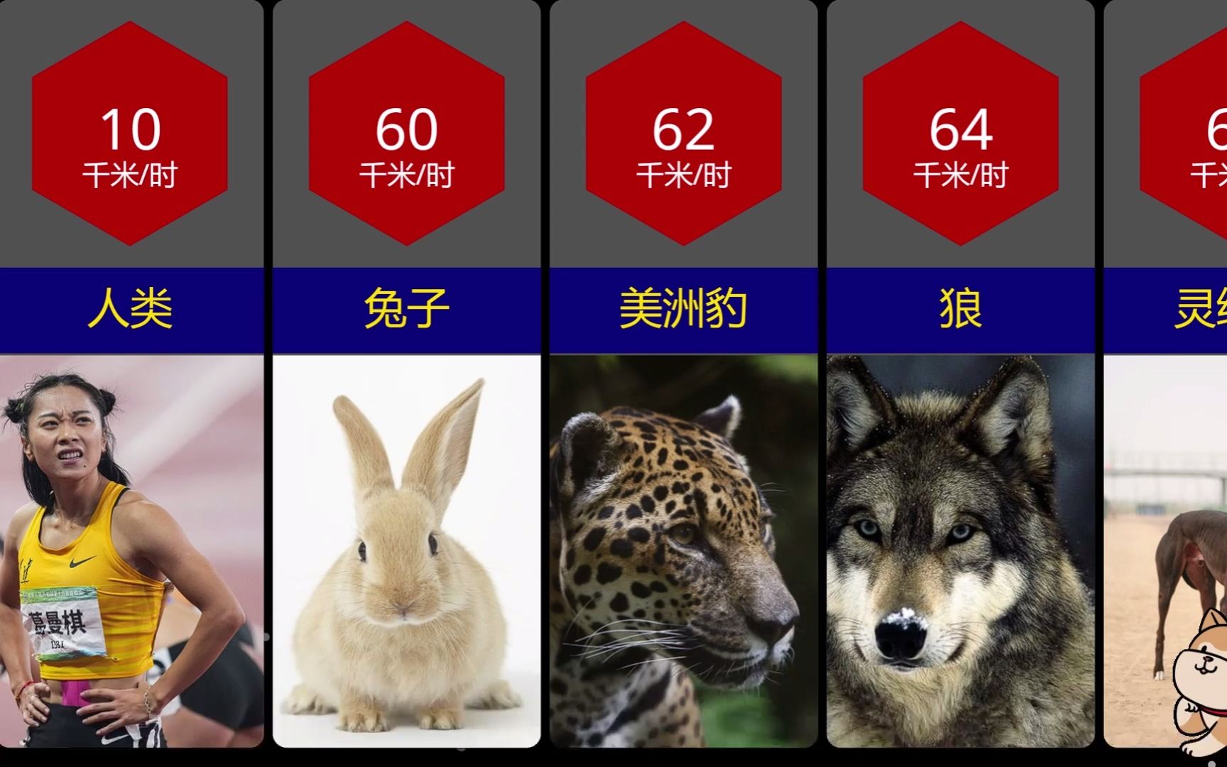 不同动物的速度,大部分都比人快啊