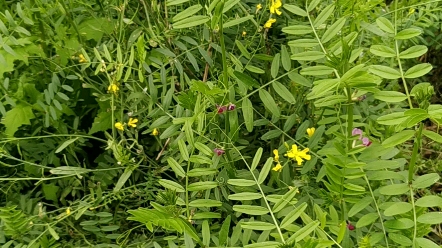 老李拍的野碗豆,又叫龙须菜,对糖尿病患者有益.哔哩哔哩bilibili