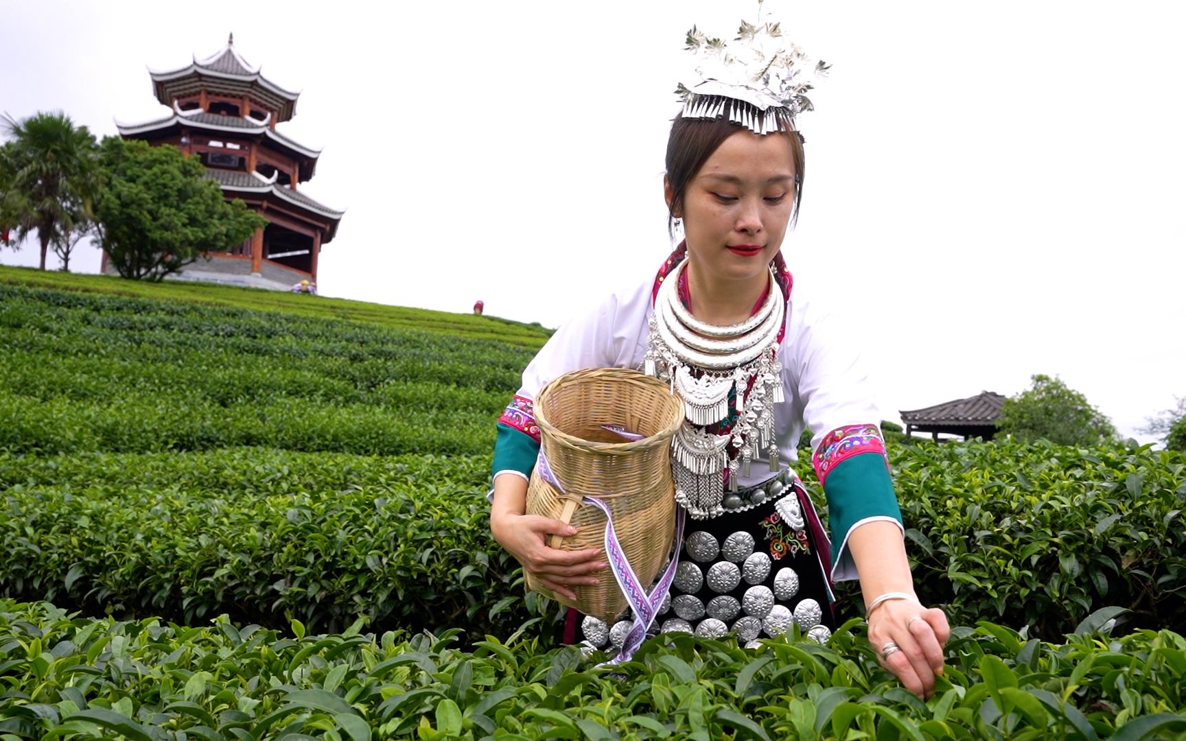 [图]上山采茶叶，万亩茶园阵阵飘香，体验少数民族的生活！