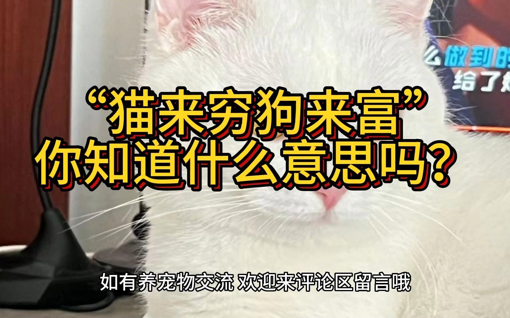 "猫来穷狗来富",你知道什么意思吗?