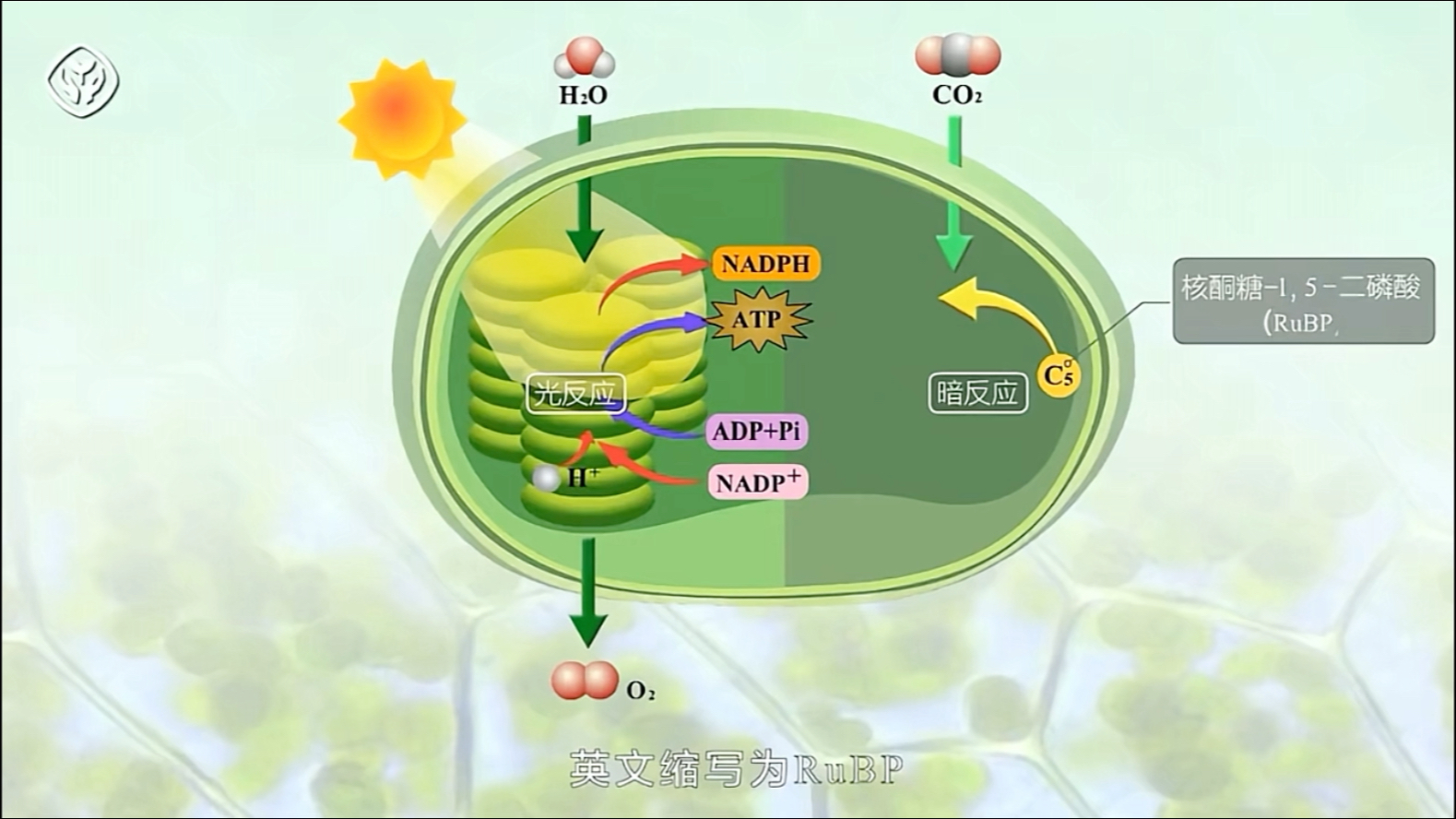 [图]高中生物必修一第五章第4节光合作用的过程教学视频