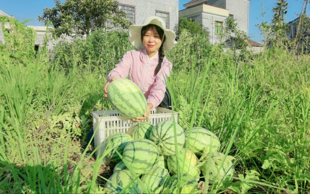 香香地里摘西瓜,满地的西瓜摘过瘾了,切开最大的瓜一看惊喜了哔哩哔哩bilibili