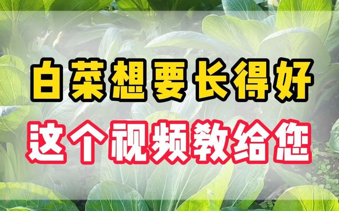 白菜想要长得好这个视频教给您哔哩哔哩bilibili