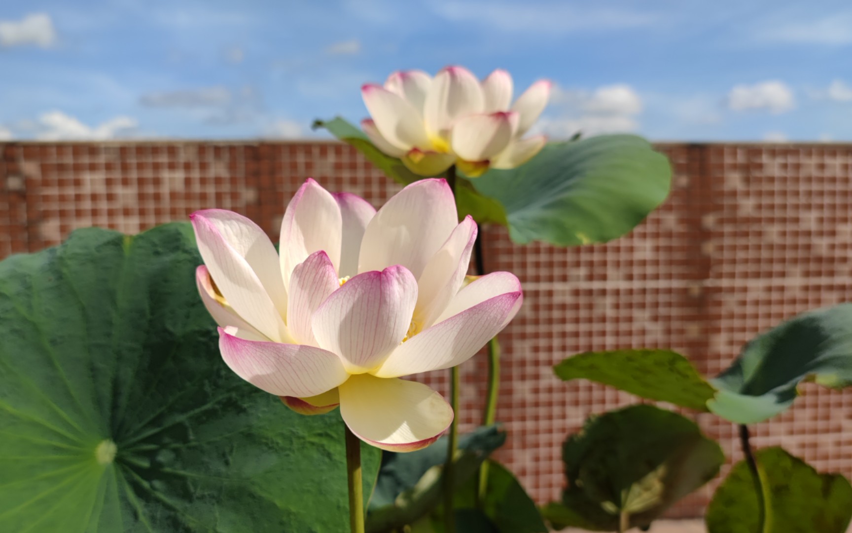 【碗莲】彩云翔