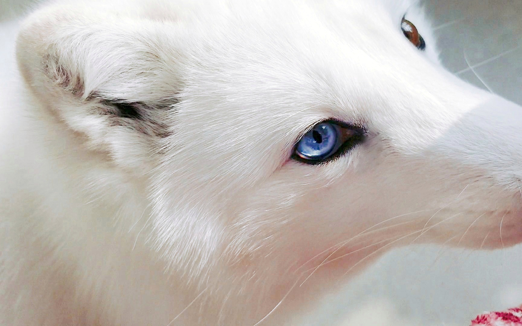 【北极狐雪团子】来回顾一下雪团子脱毛之前颜值暴击的时刻