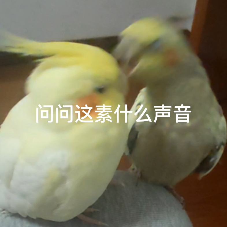 [图]玄凤鹦鹉 鸟友萌这素什么叫声啊好怪