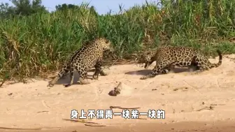 Скачать видео: 鳄鱼趴着晒太阳，美洲豹突然从背后窜出，想跑为时已晚