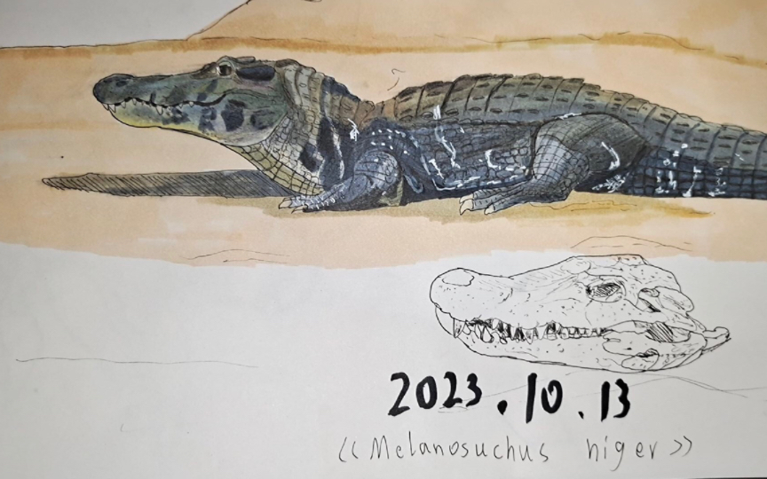 绘画(鳄鱼篇1)黑凯门鳄(Melanosuchus niger)哔哩哔哩bilibili