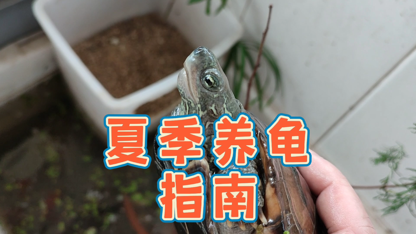 【古法养龟】乌龟夏天怎么养?夏季新手养龟指南视频教程,夏季高温期养龟方法和注意事项,夏季乌龟喂食晒背指南,夏天养龟要点,夏季养龟方法技巧,...