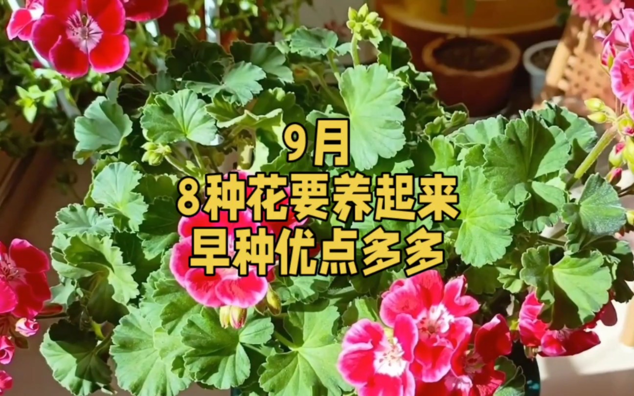 9月,“8种花”要养起来了,早种早生长,好处多多哔哩哔哩bilibili