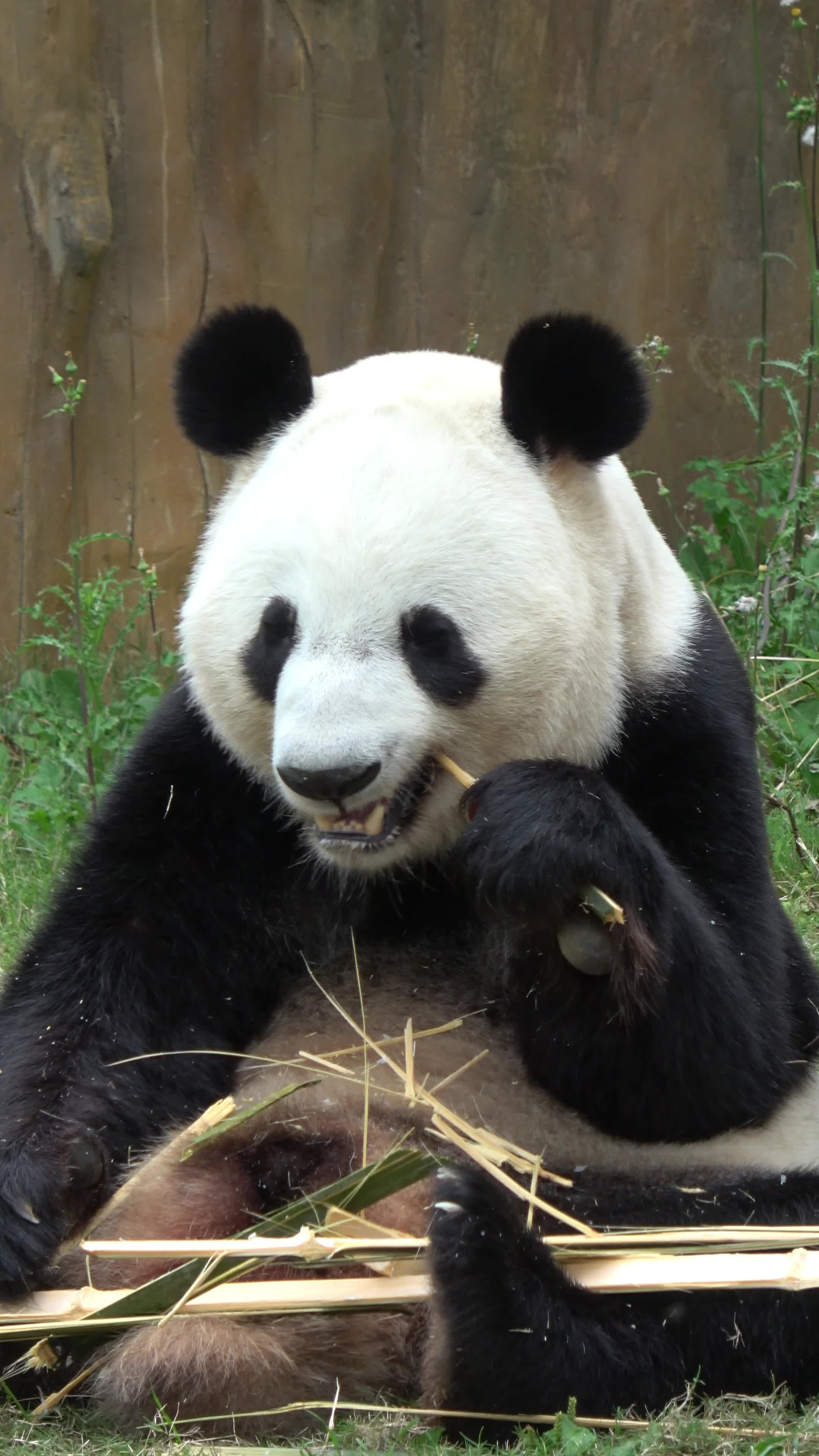 大熊猫佳佳有多萌