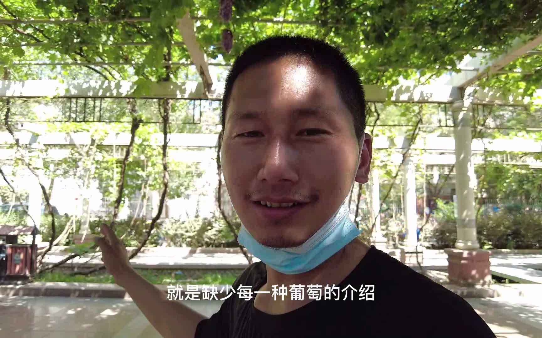 吐鲁番的葡萄长廊,上百个品种,我竟然一种也不认识哔哩哔哩bilibili