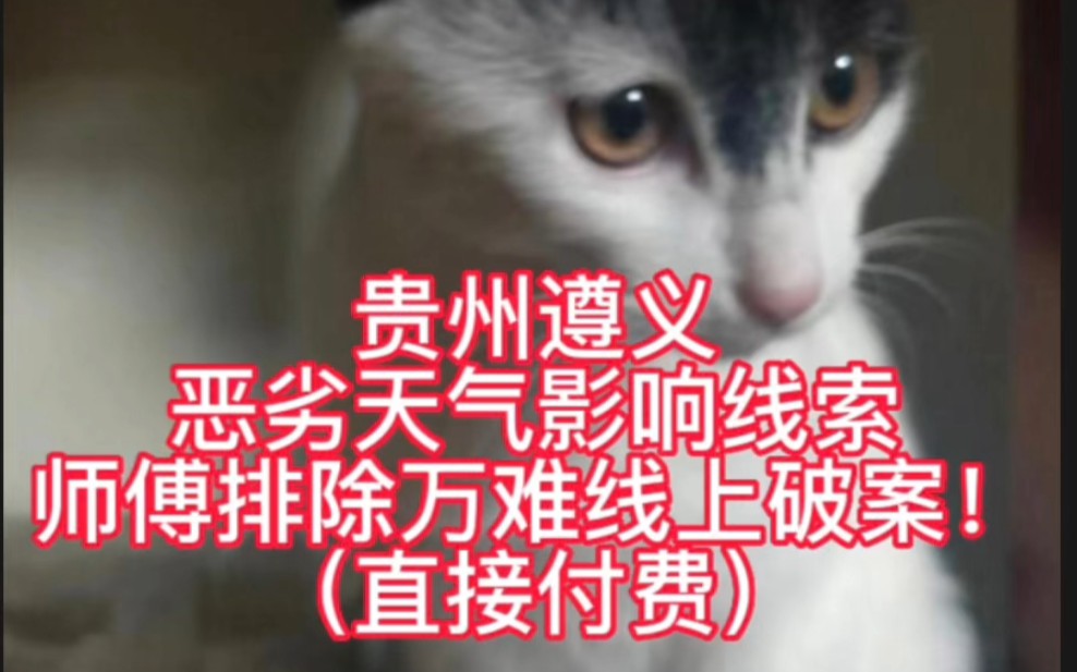 ##猫咪丢失自己会回家吗##柯南寻猫寻狗专业寻宠物团队##遵义寻猫##贵州找猫团队##柯南专业寻猫团队##遵义寻猫##遵义靠谱的寻猫团队##遵义找猫公司...