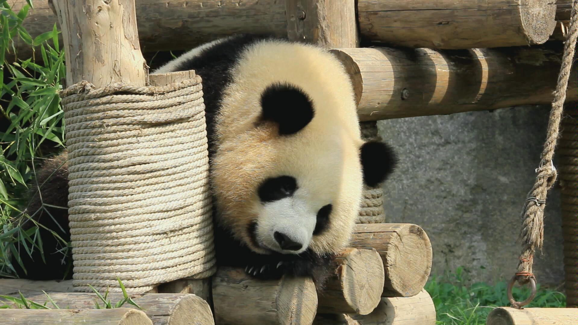 【大熊猫】雪宝:听说有人想拆散我和芊金?