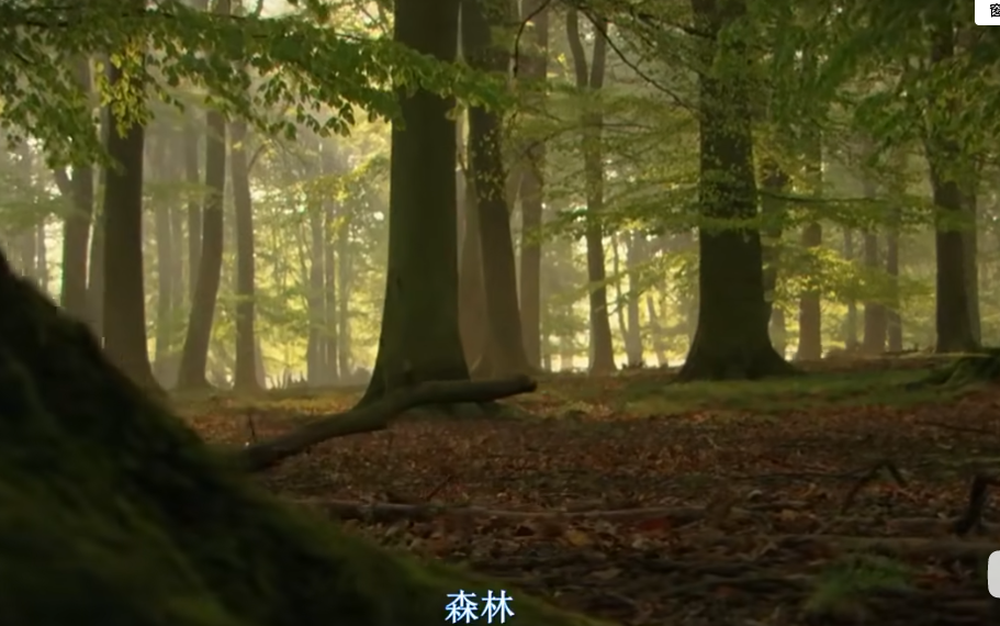 [图]【德国纪录片】神话的森林 Mythos Wald (2009) 【中英字幕】[1080P]