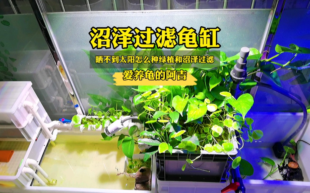 沼泽过滤龟缸养果核蛋龟