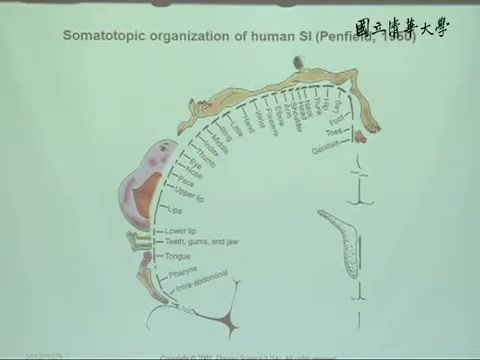 教你从神经科学的角度了解人心,更抓住人心——当代认知神经科学:脑与心智哔哩哔哩bilibili