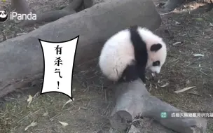 Descargar video: 【大熊猫福多多】这院子里竟没有一棵我福多多可以爬上去的树？！