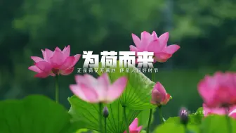 Download Video: “正是荷花开满池，便是人间好时节”#镇江#荷花#金山湖